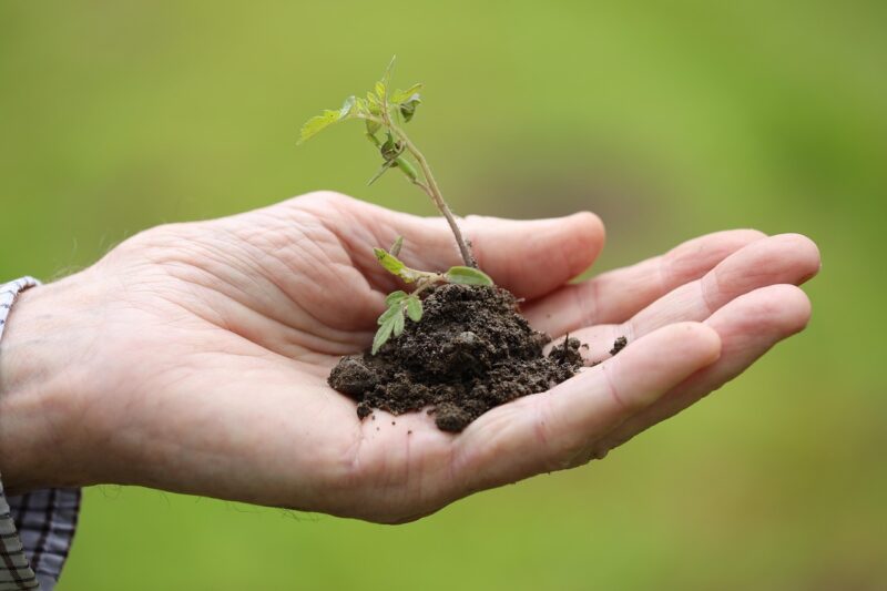 préparer son jardin (et sa tondeuse) pour une première tonte réussie ?