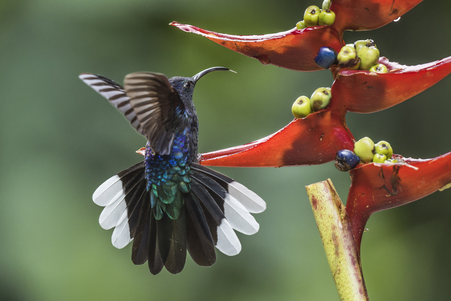 Visiter le Panama autrement avec une agence sur place