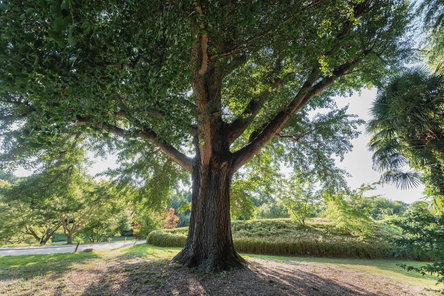 Bambouseraie en Cévennes : immersion dans un jardin botanique unique