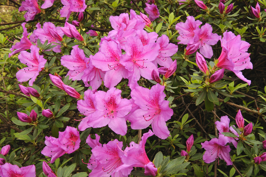 Bambouseraie en Cévennes : immersion dans un jardin botanique unique